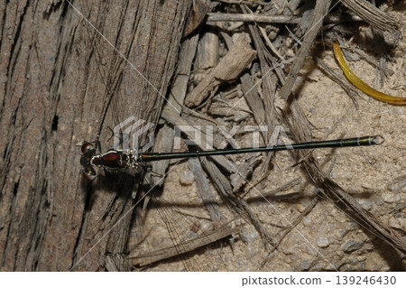 Male common flatwing. Male common flatwing. 139246430