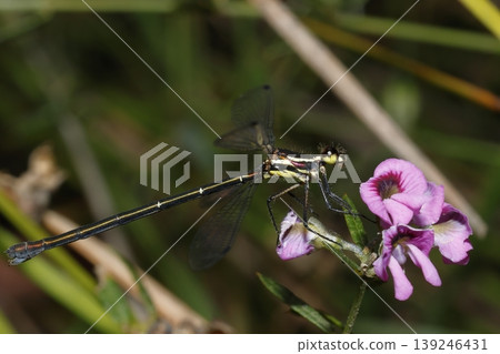 Female common flatwing. Female common flatwing. 139246431