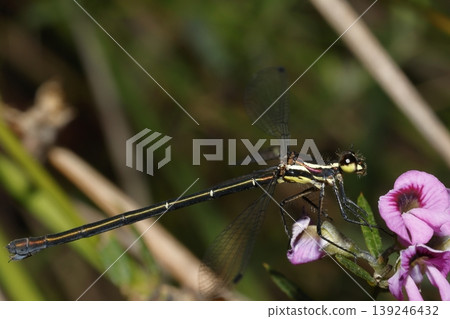 Female common flatwing. Female common flatwing. 139246432