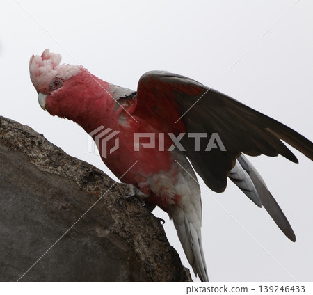 Female galah climbing up. 139246433