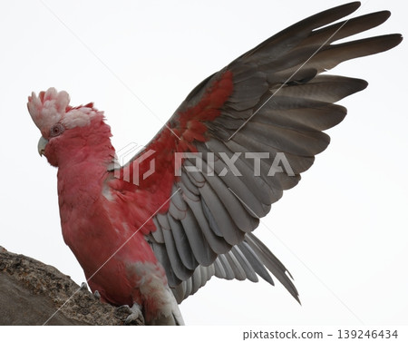 Galah stretching its wings. 139246434