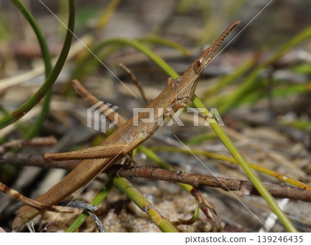 Detail of a matchstick grasshopper. Detail of a matchstick grasshopper. 139246435