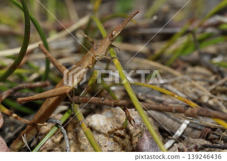 Detail of a matchstick grasshopper. Detail of a matchstick grasshopper. 139246436