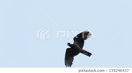 Yellow-tailed black cockatoo. Yellow-tailed black cockatoo. 139246437