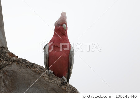 Galah Eolophus roseicapilla albiceps. 139246440