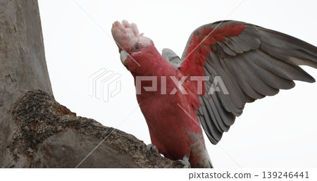 Galah stretching its wings. Galah stretching its wings. 139246441