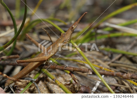 Detail of a matchstick grasshopper. Detail of a matchstick grasshopper. 139246446