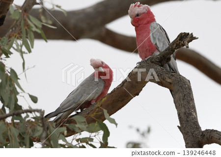 Pair of galah. 139246448