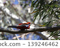 Crimson rosella Platycercus elegans elegans. 139246462