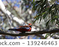 Crimson rosella Platycercus elegans elegans. 139246463