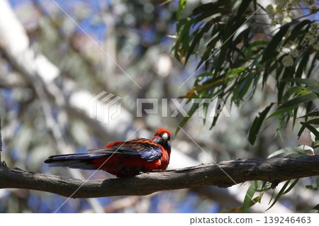 Crimson rosella Platycercus elegans elegans. Crimson rosella Platycercus elegans elegans. 139246463