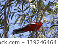Crimson rosella Platycercus elegans elegans. 139246464
