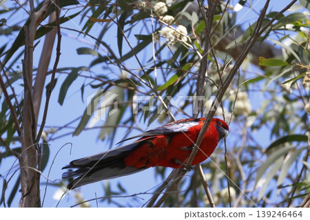 Crimson rosella Platycercus elegans elegans. Crimson rosella Platycercus elegans elegans. 139246464