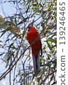 Crimson rosella Platycercus elegans elegans. 139246465