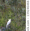 Greater sulphur-crested cockatoo. 139246466