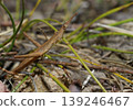 Detail of a matchstick grasshopper. 139246467