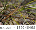Detail of a matchstick grasshopper. 139246468