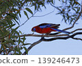 Crimson rosella Platycercus elegans elegans. 139246473