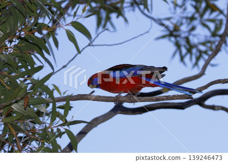 Crimson rosella Platycercus elegans elegans. Crimson rosella Platycercus elegans elegans. 139246473
