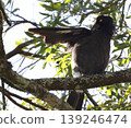 Pied currawong preening. 139246474