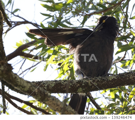 Pied currawong preening. Pied currawong preening. 139246474