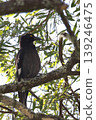Pied currawong Strepera graculina. 139246475