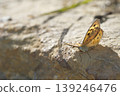 Male common brown. 139246476