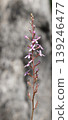 Triggerplant in bloom. 139246477