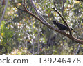 Yellow-tailed black cockatoo. 139246478