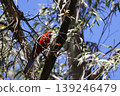 Crimson rosella eating. 139246479