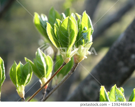 The Enkianthus perulatus, written in kanji as "Mantenboshi" (meaning "starry sky"), is a refreshing new sprout. The Enkianthus perulatus, written in kanji as "Mantenboshi" (meaning "starry sky"), is a refreshing new sprout. 139246684