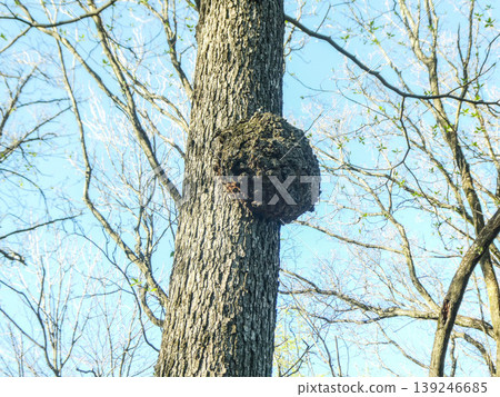 The large bumps (crowbars) that have formed on the trees in the forest park are actually caused by fungal parasitism, which leads to abnormal cell proliferation due to the stress of the wound. The large bumps (crowbars) that have formed on the trees in the forest park are actually caused by fungal parasitism, which leads to abnormal cell proliferation due to the stress of the wound. 139246685
