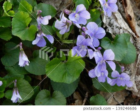 Cute violet-colored Viola mandshurica blooming in the fields and mountains Cute violet-colored Viola mandshurica blooming in the fields and mountains 139246686