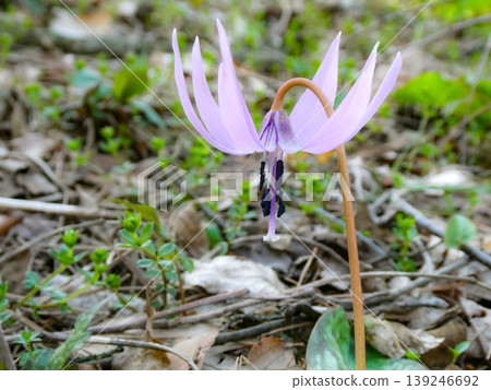 The dogtooth violet, a spring fairy, bloomed from among the fallen leaves after the snow melted in a forest park in Takizawa City, Iwate Prefecture. The dogtooth violet, a spring fairy, bloomed from among the fallen leaves after the snow melted in a forest park in Takizawa City, Iwate Prefecture. 139246692