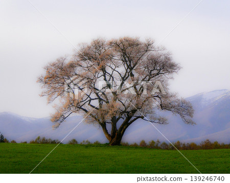 A single, majestic Edohigan cherry tree stands proudly amidst the lush green landscape of Mount Iwate and Edohigan cherry trees at Koiwai Farm in Iwate Prefecture, a famous tourist spot. A single, majestic Edohigan cherry tree stands proudly amidst the lush green landscape of Mount Iwate and Edohigan cherry trees at Koiwai Farm in Iwate Prefecture, a famous tourist spot. 139246740