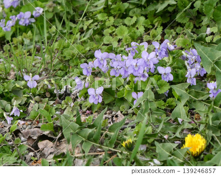 田野和山間盛開著可愛的紫羅蘭色堇菜(Viola mandshurica) 田野和山間盛開著可愛的紫羅蘭色堇菜(Viola mandshurica) 139246857