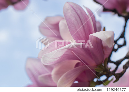 Close up of pink magnolia flower against blue sky on sunny spring day 139246877