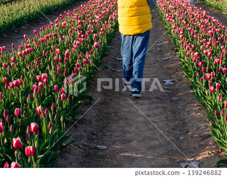 Rear view of a teenager walking along a path between two rows of vibrant blooming tulips. 139246882