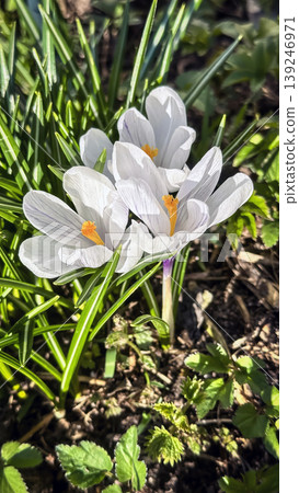 Fresh white crocus flowers, first spring bloom, close-up 139246971