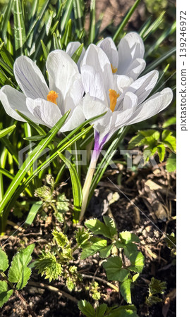 Fresh white crocus flowers, first spring bloom, close-up 139246972