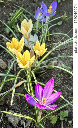Colorful yellow and purple crocus flowers, spring bloom, close-up Colorful yellow and purple crocus flowers, spring bloom, close-up 139246974