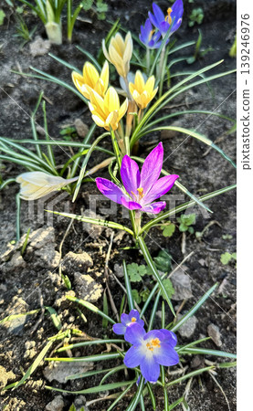 Colorful yellow and purple crocus flowers, spring bloom, close-up Colorful yellow and purple crocus flowers, spring bloom, close-up 139246976