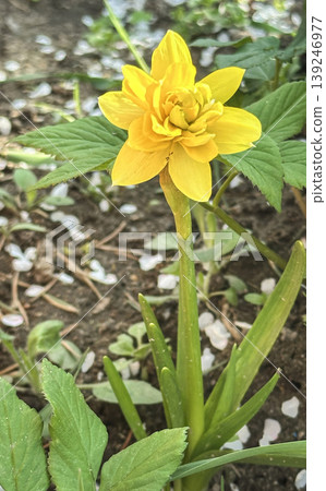 A bright yellow double spring daffodil in full bloom. Layered petals against a backdrop of young foliage and earth. A bright yellow double spring daffodil in full bloom. Layered petals against a backdrop of young foliage and earth. 139246977