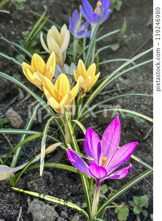 Colorful yellow and purple crocus flowers, spring bloom, close-up Colorful yellow and purple crocus flowers, spring bloom, close-up 139246980
