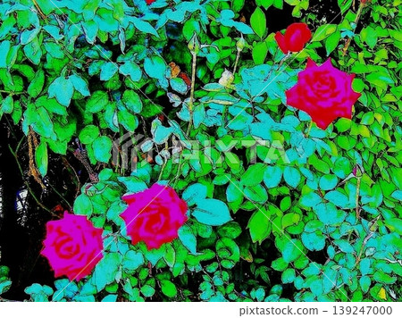 Rose bush Rose bush 139247000