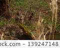 A monkey I met in the forest 139247148