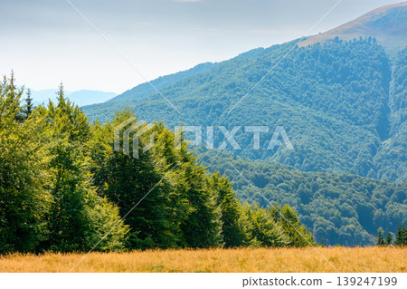 mountainous landscape of ukraine in summer. picturesque highland woods. grassy meadow on a sunny day. view of carpathian mountains countryside with deciduous forest on a hill behind the pasture mountainous landscape of ukraine in summer. picturesque highland woods. grassy meadow on a sunny day. view of carpathian mountains countryside with deciduous forest on a hill behind the pasture 139247199