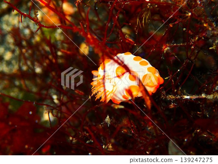 A yellow-spotted nudibranch photographed on Izu Oshima Island. 139247275