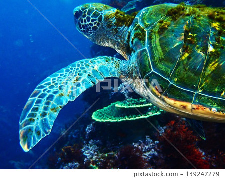 綠海龜在伊豆大島的海洋中游泳 綠海龜在伊豆大島的海洋中游泳 139247279