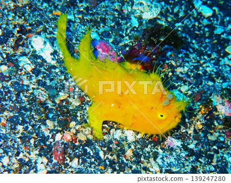 A yellow frogfish photographed on Izu Oshima Island. A yellow frogfish photographed on Izu Oshima Island. 139247280